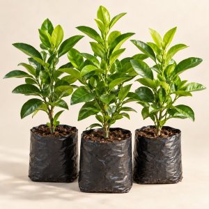 Citrus Seedlings product illustration